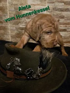 Hungarian Wire-haired Vizsla - Aleta Vom Hunnenkessel