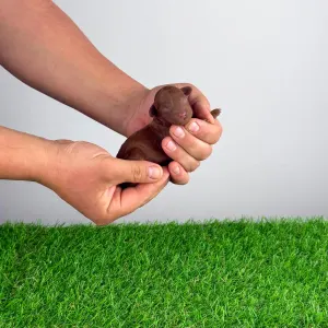 Poodle Miniature - Rita