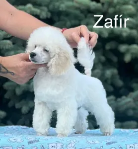 Törpe uszkár - Disney Dream Zafir