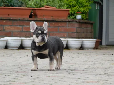French Bulldog - Spot