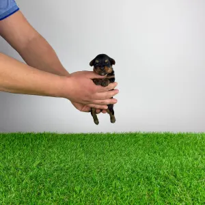 Yorkshire Terrier - Pancho