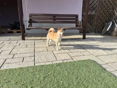 Shiba - Bravados Bara