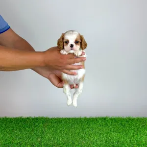 Cavalier King Charles spániel - Lotus