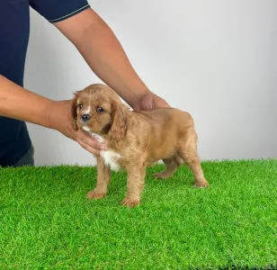 Cavalier King Charles Spaniel - Wimpie