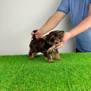 Yorkshire Terrier - Lily