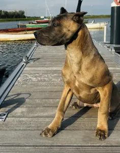 Cane Corso Italiano - Chleopátra