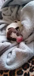 Lagotto Romagnolo - Lagotto Passion Bel Ami Elion