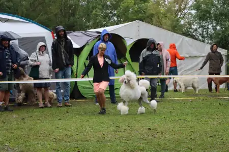 Caniche Grand - James