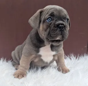 Buldog francuski - Jamie