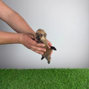 German Pomeranian Spitz - Yeller