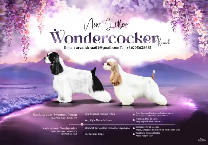 American Cocker Spaniel - English Levander