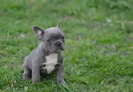 Bouledogue français - Milady