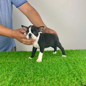 Boston Terrier - Yummy