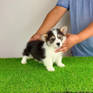 Welsh Corgi Pembroke - Benetton
