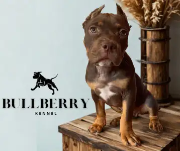 Amerikai Bully - Standard - Tayberry