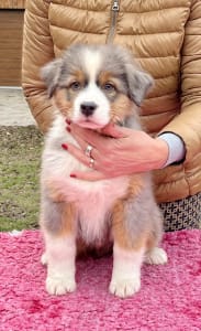 Ciobanesc Australian - Lightlake Most Wanted “kevin”