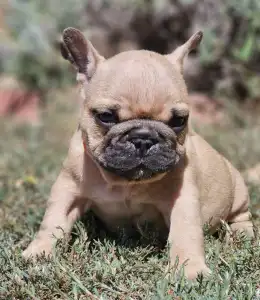 French Bulldog - Udo