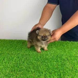 Pomeranian - Nina