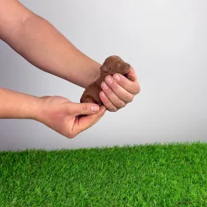 Pudel miniaturowy - Jinny