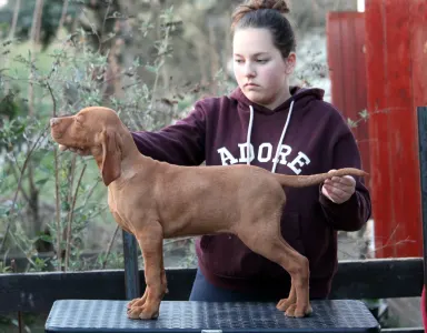 Kurzhaariger Ungarischer Vorstehhund - Pörgelóci Schelby