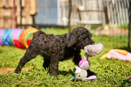 French Water Dog - Flash