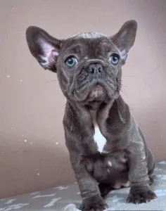 Francia bulldog - Ella