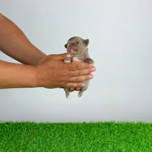 Chihuahua - Hurry