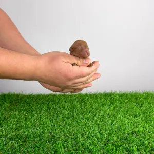 Caniche Toy - Felipo