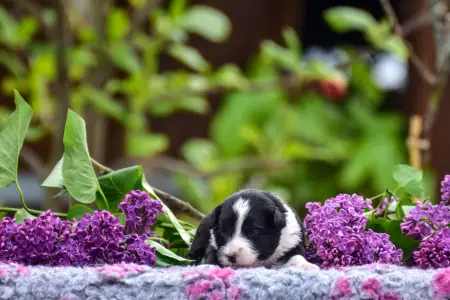 Миниатюрная американская овчарка - Winstead Rainy Robin