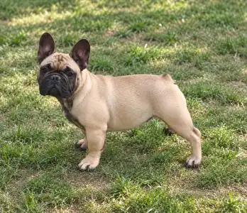 Francia bulldog - Wendy
