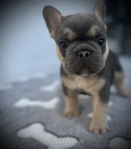 French Bulldog - Neo