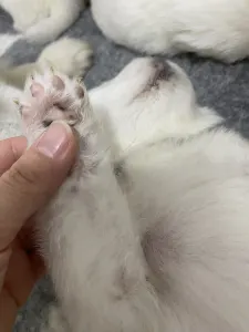 Samoyed - White Velvet Ears Alex