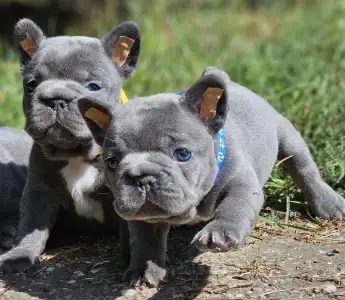 Bouledogue français - Pubi