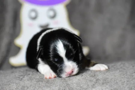 Berger australien - Winstead New Beginnings Ahead