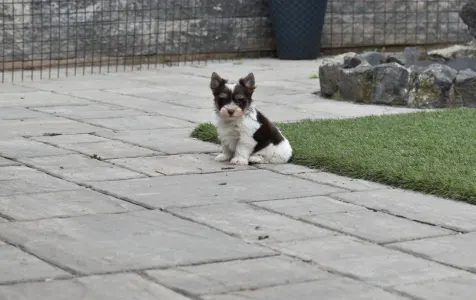 Biewer Terrier - Oreo 
