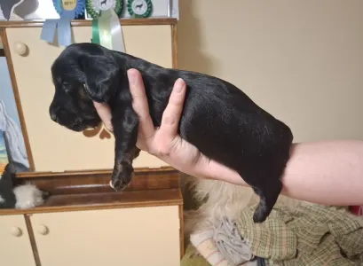 Tacskó - Ballantines