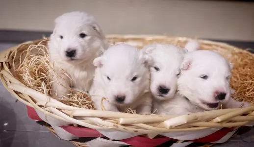 Samoyed - White Velvet Ears Alex