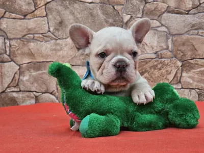 French Bulldog - Dante