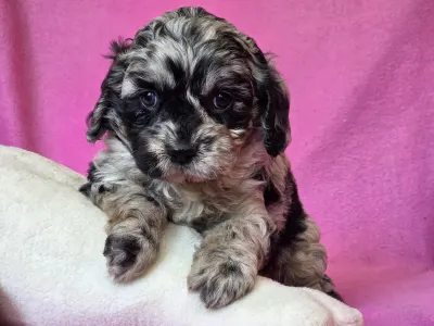 Cavapoo - Merida