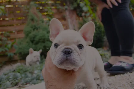 Bouledogue français - Aston