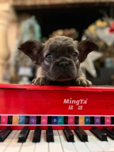 Bulldog francese - Fluffy