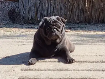 Pug - Yvonne Babystar Is Born 