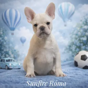 French Bulldog - Róma