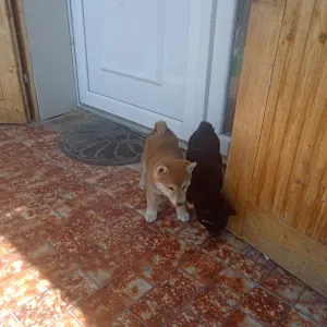 Shiba - Scamp Crowd Fantana