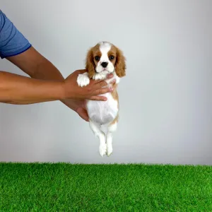 Cavalier King Charles Spaniel - Tissa