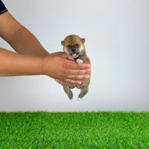 Shiba inu - Xena