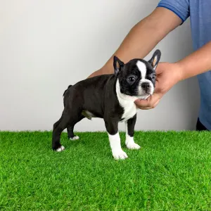 Boston Terrier - Chris
