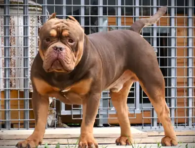 American Bully - Pocket - Ghostface Fighters Kennel
