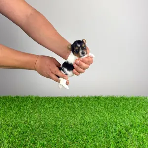 Biewer Terrier - Rinty