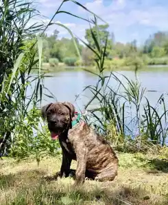 Cane Corso - Argos